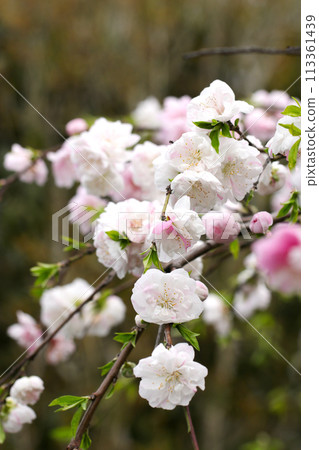 Bright white and pink blossoms of a weeping peach tree in full bloom (natural light + flash, macro close-up) Bright white and pink blossoms of a weeping peach tree in full bloom (natural light + flash, macro close-up) 113361439