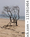 tree on the seaside windy 113361464