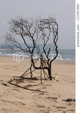 tree on the seaside windy tree on the seaside windy 113361464