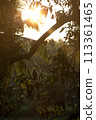 Monkey sitting on a branch at sunset. 113361465