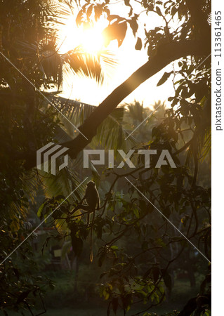 Monkey sitting on a branch at sunset. 113361465
