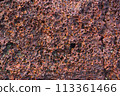 Sea stone texture. Red coral. 113361466
