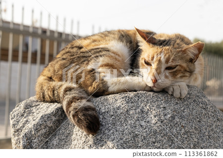 Resting Cat on Cypriot Stone. Resting Cat on Cypriot Stone. 113361862
