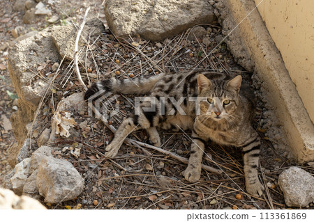 Tabby Cat Resting Amongst Rocks and Twigs Tabby Cat Resting Amongst Rocks and Twigs 113361869