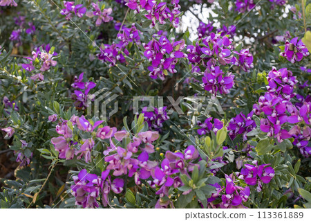 Lush Polygala Bush in Bloom Vibrant Purple Flowers. 113361889