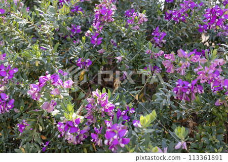 Polygala Myrtifolia Abundance Flowering Polygala Shrub 113361891