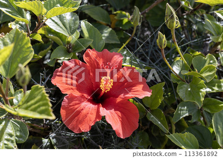 Bright Red Hibiscus in Full Bloom 113361892