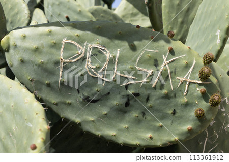 Close-up of "POLSKA" scratched onto a cactus leaf, signifying Polish presence. Inscription. Close-up of "POLSKA" scratched onto a cactus leaf, signifying Polish presence. Inscription. 113361912