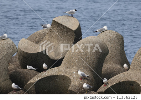 黑頭鷗在四足動物中休息 黑頭鷗在四足動物中休息 113362123