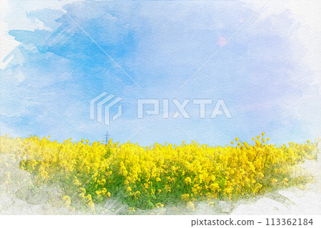 [Chita District] Watercolor painting of the rapeseed field at the Hana Hiroba Tourist Farm 113362184