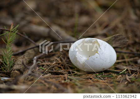 Damage eggshell among pine needles and bits of branches 113362342