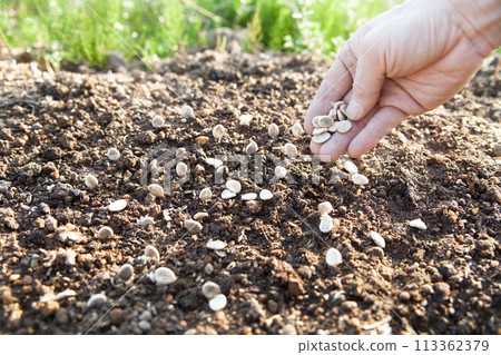 Sowing pumpkin seeds 113362379