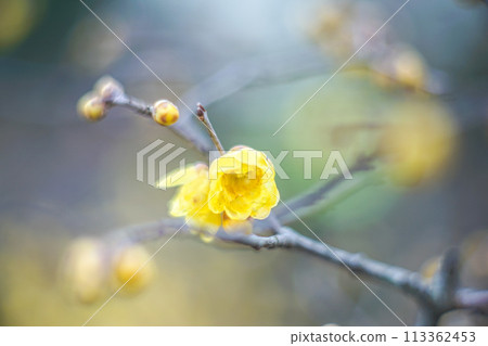 Wintersweet.4 113362453