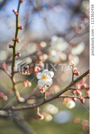 Plum.75 (vertical) 113362456