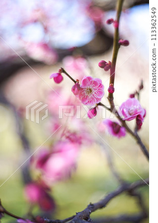Plum.76 (Branch) 113362549