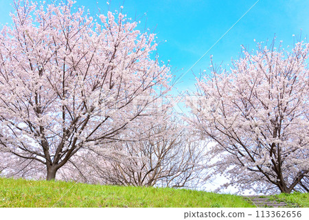 染井吉野岸櫻花盛開 113362656