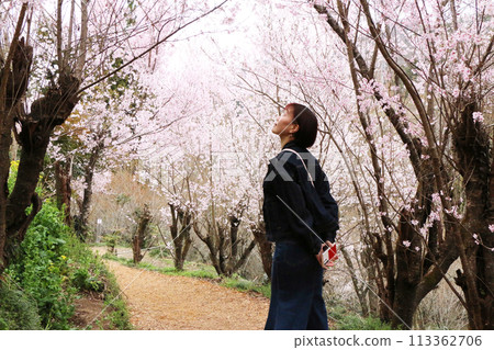 一位女士在花見山公園的櫻花隧道中漫步 113362706