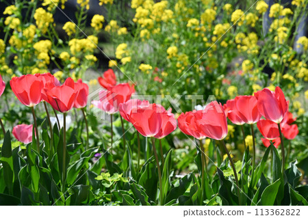 Tulip and rape blossoms 113362822