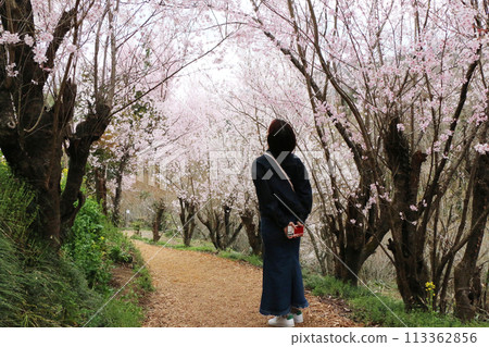 A woman strolling through a tunnel of cherry blossoms at Hanamiyama Park A woman strolling through a tunnel of cherry blossoms at Hanamiyama Park 113362856