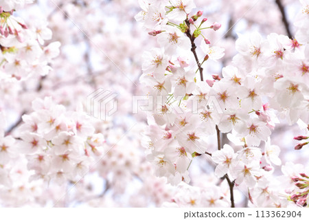 櫻花盛開，染井吉野 113362904