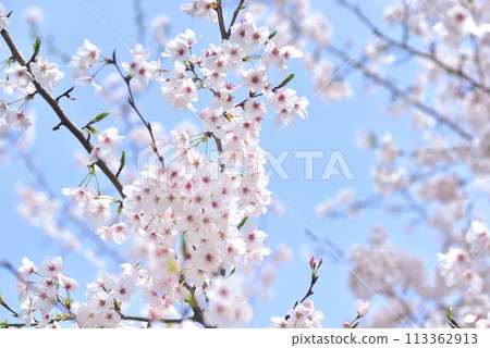 櫻花盛開，染井吉野 113362913