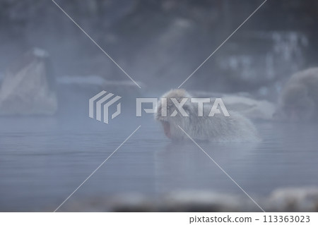 在Jigokudani猴子公園的日本猴子 113363023