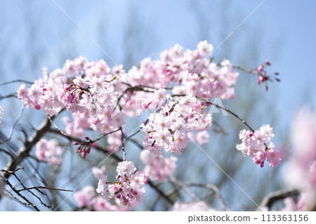 死棕色櫻桃樹 死棕色櫻桃樹 113363156