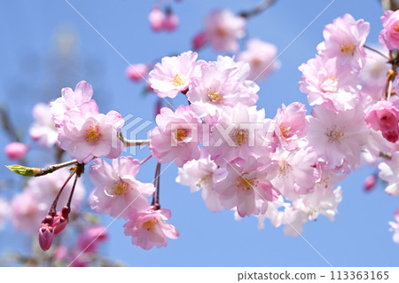 Dead brown cherry tree 113363165
