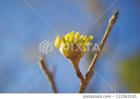 Just like the flower language of "strong love," the Cornus japonica flowers have woken up from the cold of winter and are blooming. Just like the flower language of "strong love," the Cornus japonica flowers have woken up from the cold of winter and are blooming. 113363285
