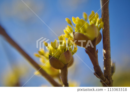 Just like the flower language of "strong love," the Cornus japonica flowers have woken up from the cold of winter and are blooming. Just like the flower language of "strong love," the Cornus japonica flowers have woken up from the cold of winter and are blooming. 113363318