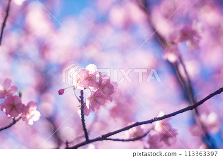 Kawazu Sakura and the sky Kawazu Sakura and the sky 113363397