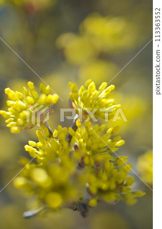 As the flower language suggests, "strong love" is a golden flower of spring that blooms from the cold of winter. It is an auspicious flower. As the flower language suggests, "strong love" is a golden flower of spring that blooms from the cold of winter. It is an auspicious flower. 113363552