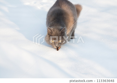 Portrait of fluffy gray cat slinks and hunts in snow 113363648