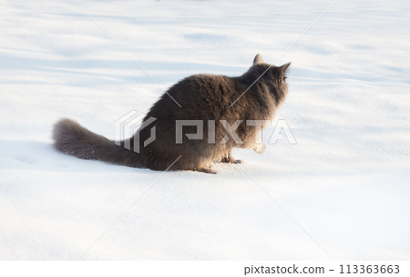 Portrait of fluffy gray cat in the snow Portrait of fluffy gray cat in the snow 113363663