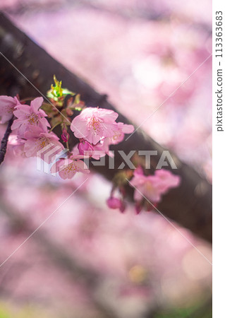 河津櫻花 113363683