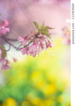 河津櫻花 113363684