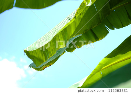 Green banana leaf backlight with sunlight and blue sky in Garden 113363881