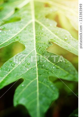 Fresh papaya leaves and water dew drops with sunlight in the garden 113363949