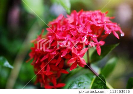 Fresh red Ixora flowers with water dew drops and sunlight in the garden Fresh red Ixora flowers with water dew drops and sunlight in the garden 113363956