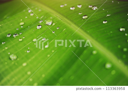 Fresh banana green leaves and water dew drops with sunlight in the garden Fresh banana green leaves and water dew drops with sunlight in the garden 113363958