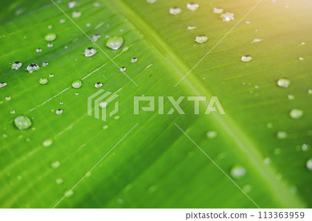 Fresh banana green leaves and water dew drops with sunlight in the garden Fresh banana green leaves and water dew drops with sunlight in the garden 113363959