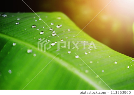 Fresh banana green leaves and water dew drops with sunlight in the garden Fresh banana green leaves and water dew drops with sunlight in the garden 113363960
