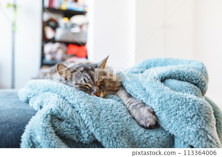 sleeping gray domestic cat on soft blanket sleeping gray domestic cat on soft blanket 113364006