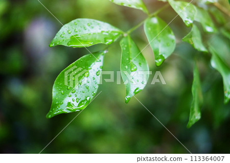 Fresh green leaves with water dew drops and sunlight in the garden Fresh green leaves with water dew drops and sunlight in the garden 113364007