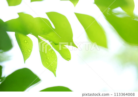 Fresh Green leaf with dew drops with backlight and sunlight in Garden Fresh Green leaf with dew drops with backlight and sunlight in Garden 113364008