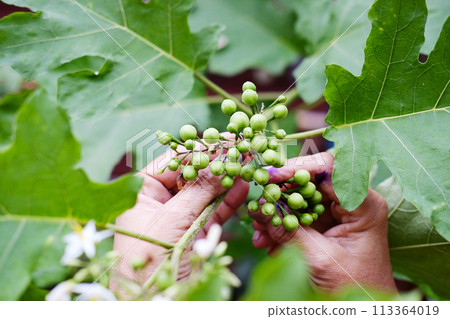 Homegrown vegetable. Hand of gardener kepping Turkey berry or Pea Eggplant with sunlight in garden Homegrown vegetable. Hand of gardener kepping Turkey berry or Pea Eggplant with sunlight in garden 113364019