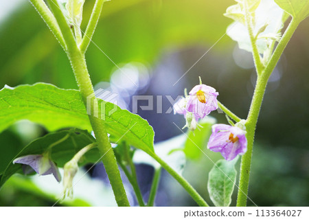 Homegrown vegetable. Purple flowers of green brinjal or round eggplant with sunlight in garden 113364027
