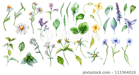 Collection of different medicinal flowers in watercolor isolated on white. Herbal plants set in botanical sketch. Plantain, nettle, lungwort, celandine hand drawn. Design for label, package, card 113364028