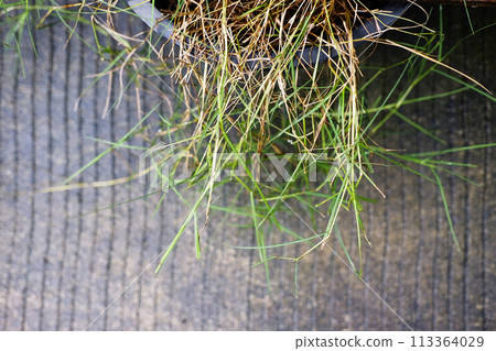 Weed in a pot on concrete floor 113364029
