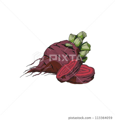 Watercolor vector beetroot, whole and sliced icon design. Watercolor vector beetroot, whole and sliced icon design. 113364059